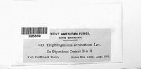 Triphragmium echinatum image